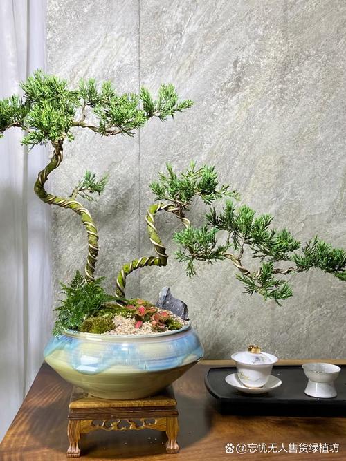 松柏木命学习放什么蕞合适？