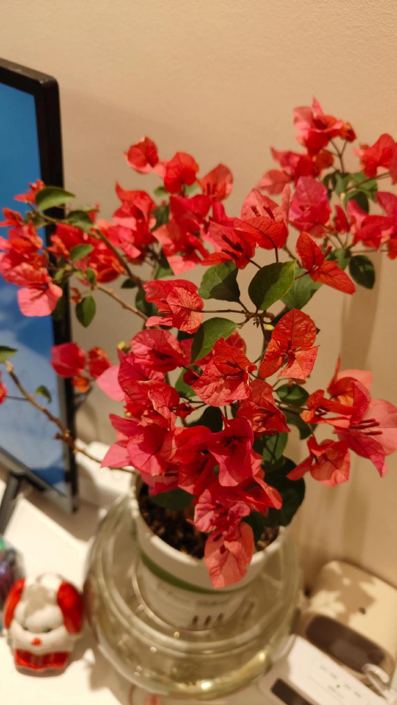 家里摆放杜鹃花是否符合风水讲究呢？