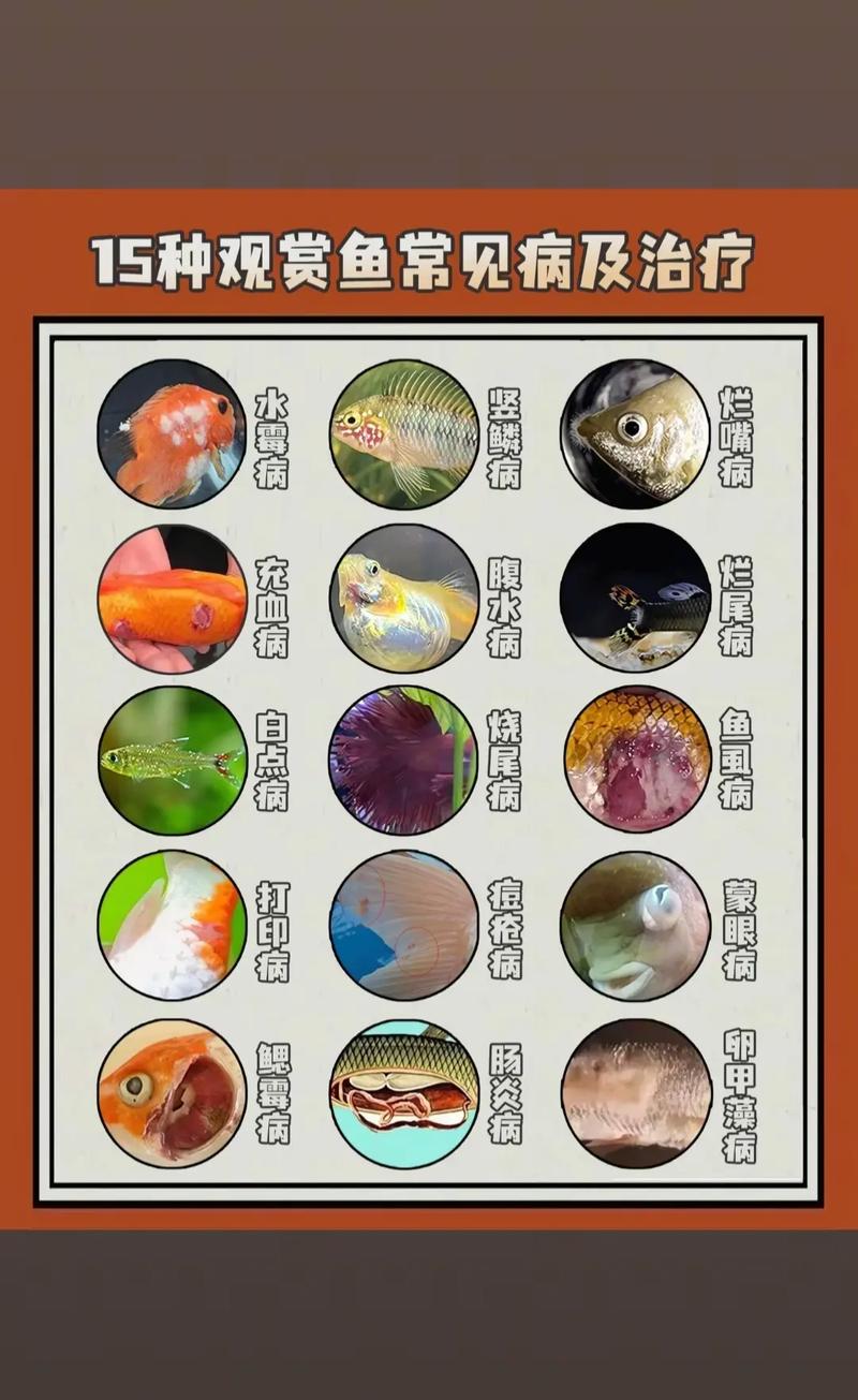 风水鱼生病了能否通过放生来改善其健康状况呢？