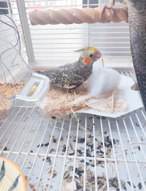 玄凤死亡是否与风水有关联？