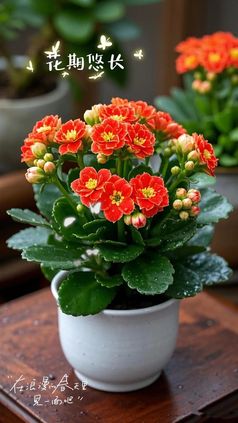 什么花适合金命的人种植，与什么命最配种植金命花？