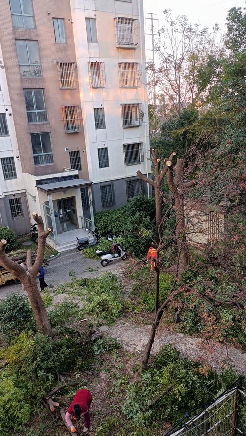 樟树修剪对住宅风水有何具体影响？