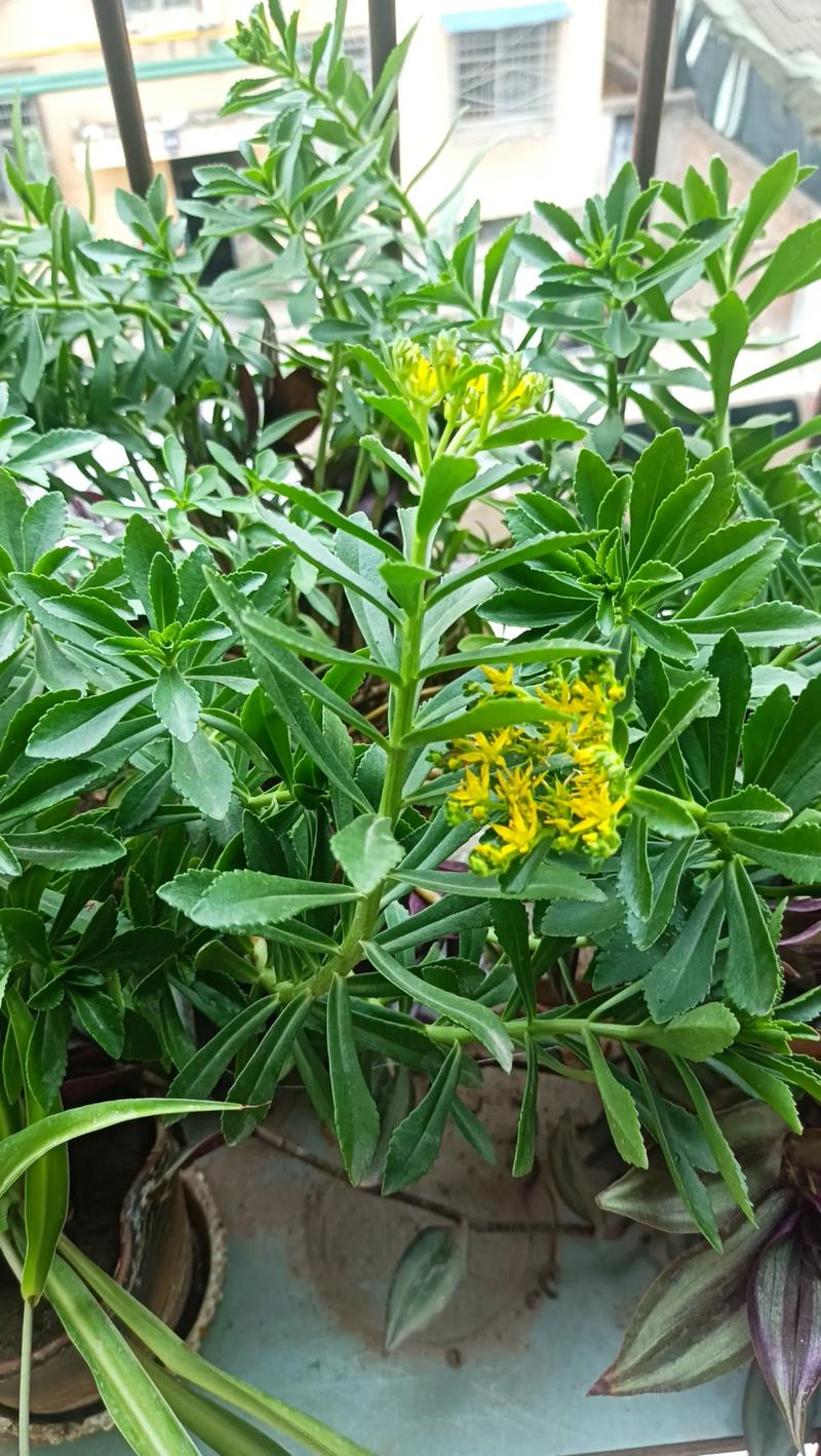 阳台风水适宜种植田七吗？