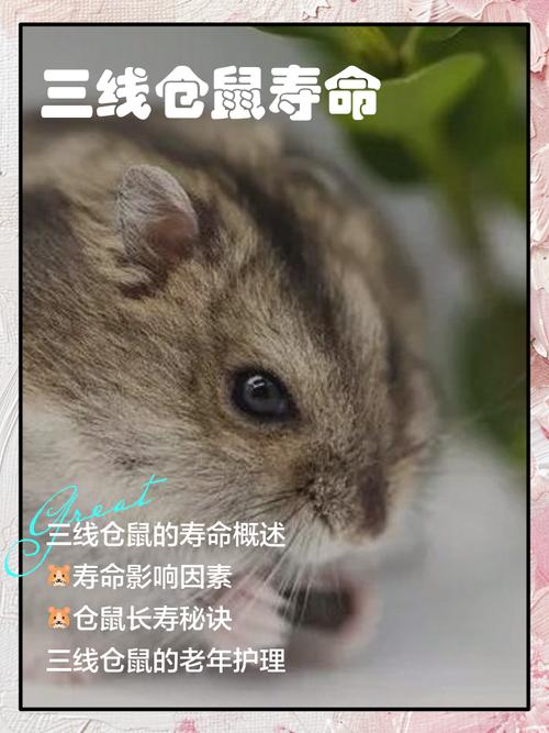哪种仓鼠品种寿命最长？三线仓鼠老态特征有哪些？