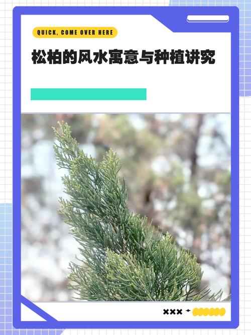 家里养松柏对风水有益处吗？