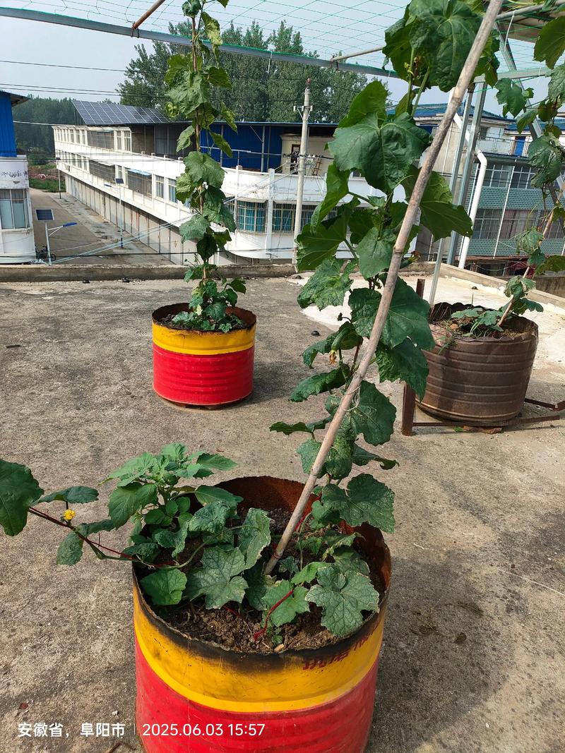在风水楼顶种植丝瓜是否合适呢？