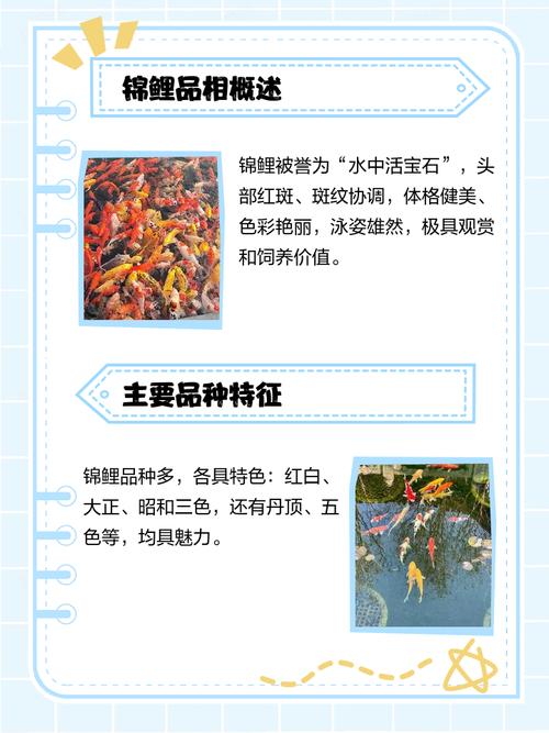 锦鲤作为风水鱼，其摆放位置和寓意有何讲究？