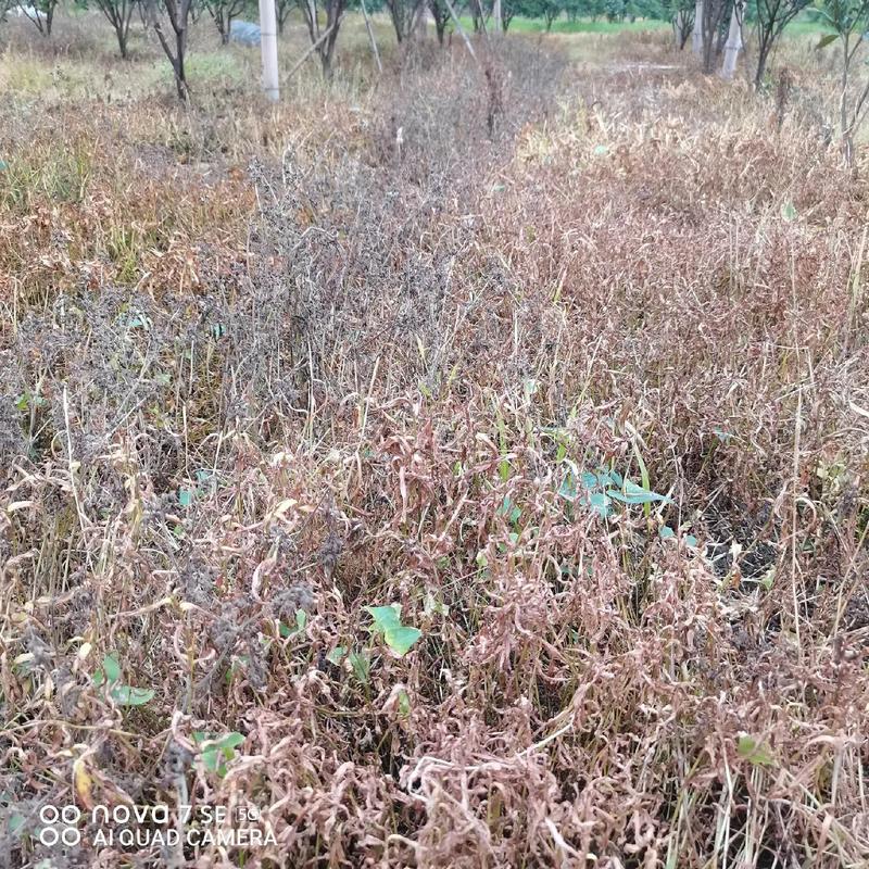 果园杂草丛生是否会对风水产生不良影响？