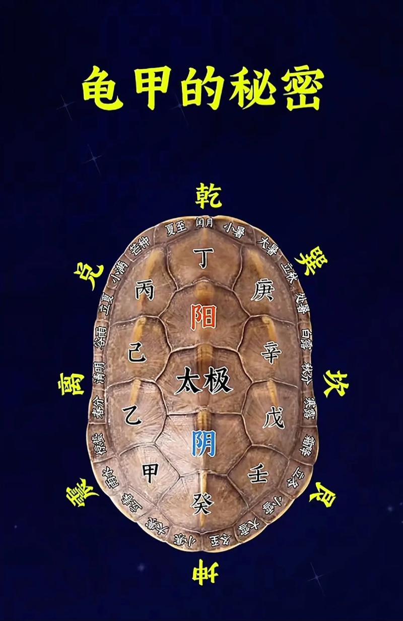 风水龟作为母龟，这样的说法可依吗？