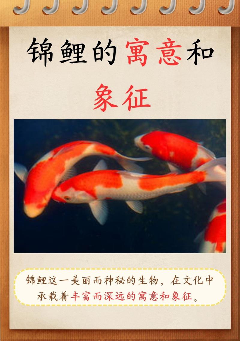 家里适合养长尾鲤鱼吗？风水学有何讲究？