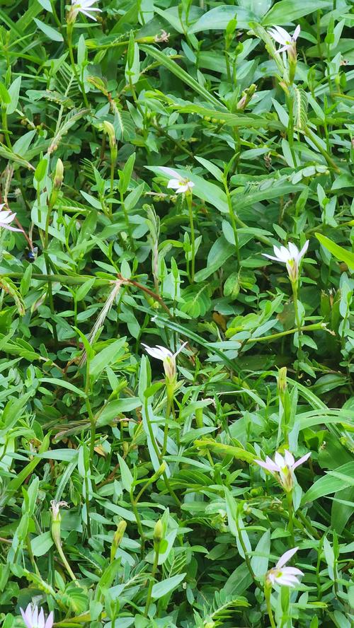阳台适合种植风水半边莲吗？