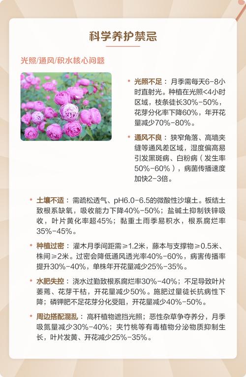 门口种植月季花会对家宅风水产生哪些影响？