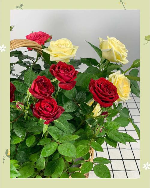 阳台风水适宜种植小盆玫瑰吗？