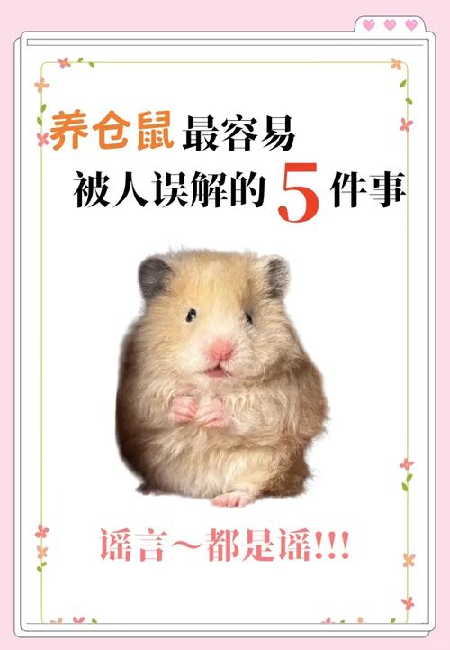 养仓鼠真的会破坏家里的风水吗？这究竟是怎么回事呢？