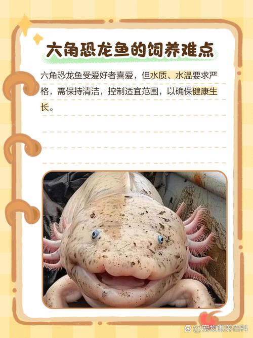 六角龙鱼作为风水鱼，其寓意和作用究竟有何忒别之处呢？