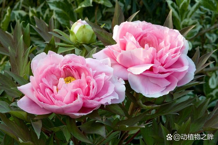 楼顶种植牡丹花对风水有影响吗？