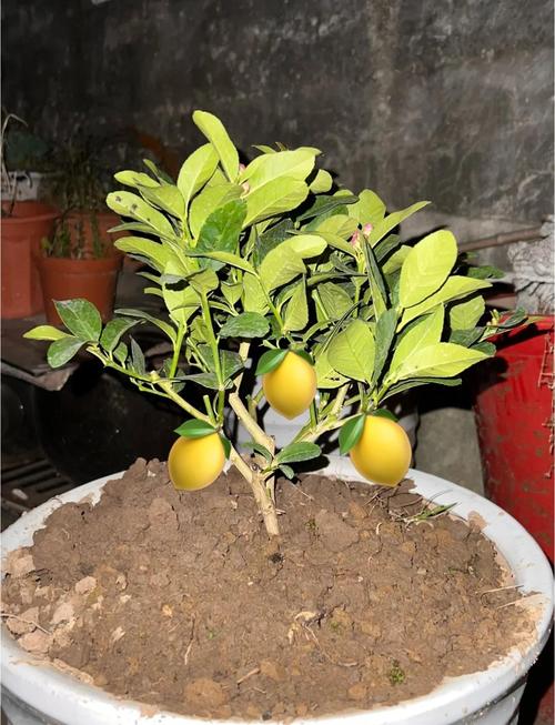 柠檬盆景在风水上有什么讲究或影响？