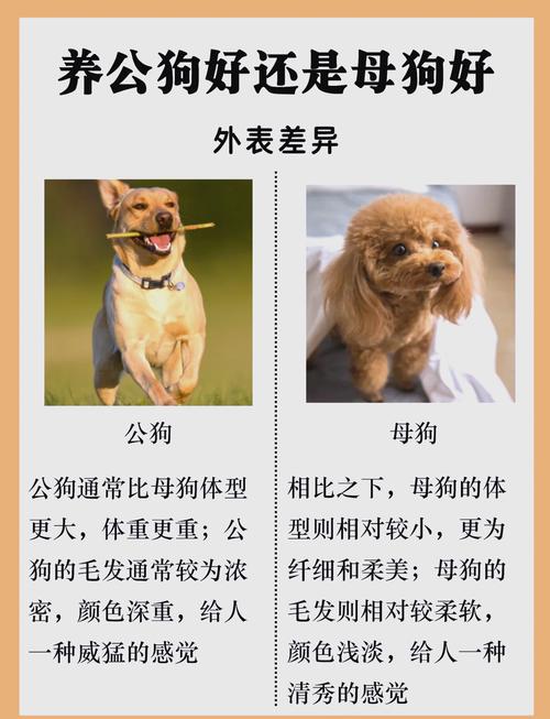 家里养两只狗风水怎么样，是否适宜呢？