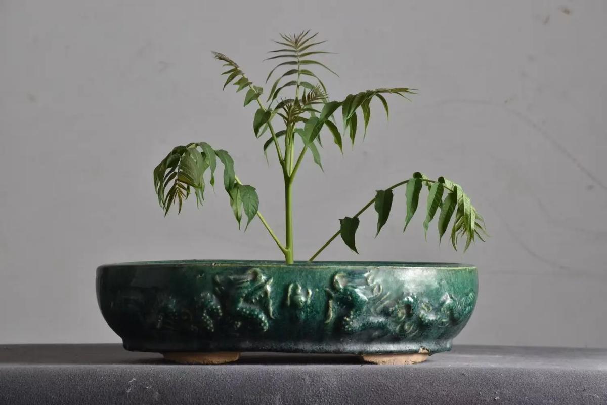 旧花盆的风水对家居环境有怎样的影响呢？