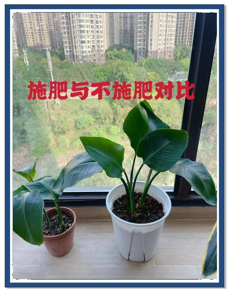 施肥与风水之间是否存在某种关联性呢？
