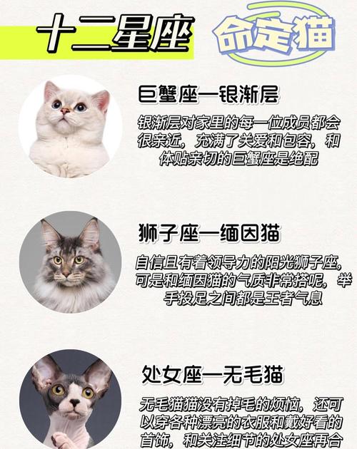 爱猫如命的人属于哪种命格？命格有哪些特点？