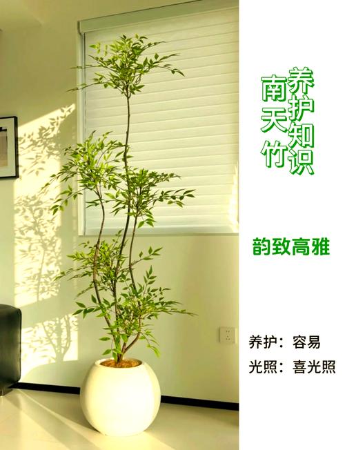 阳台养竹子对风水有好处吗？