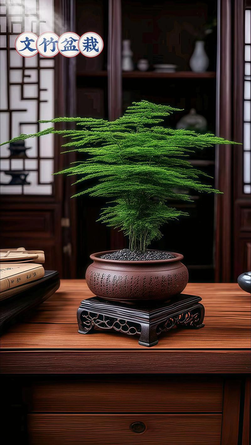 阳台种植文竹会对家居风水产生哪些影响？