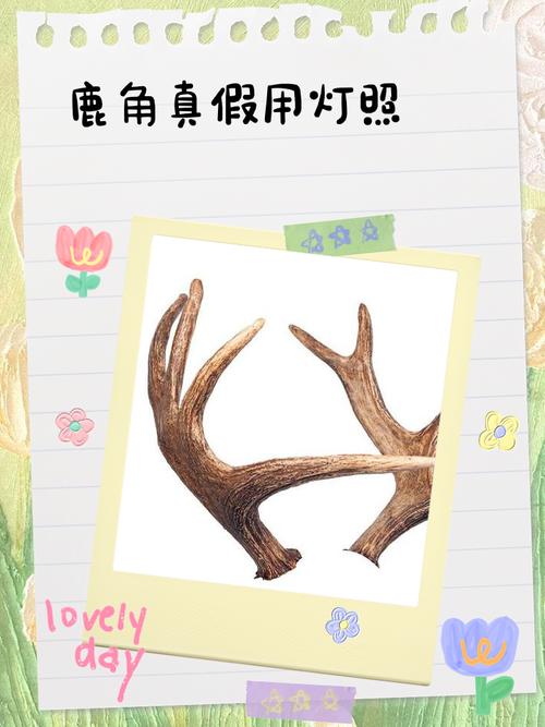假鹿角的风水功效真的存在吗？