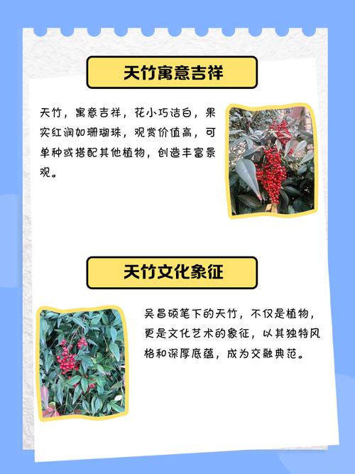 家里适合养海天竹吗？这对风水有好处吗？