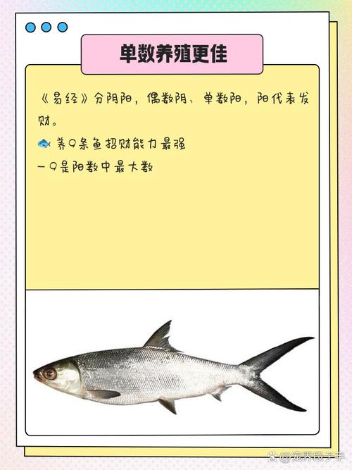 公司养金鱼的风水讲究真的有科学依据吗？