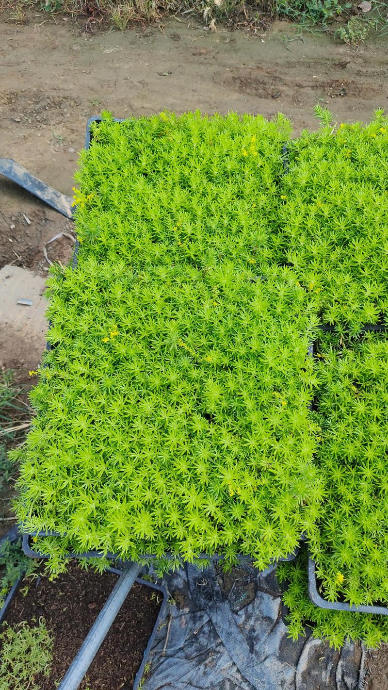 佛甲草种在门口风水怎么样？适合门口种植吗？