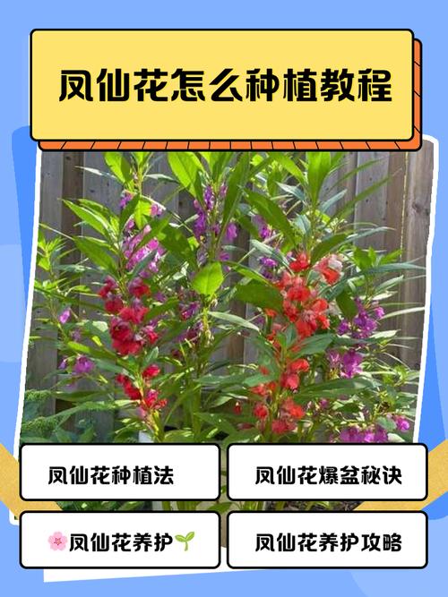 正月种花风水如何，适宜种植哪些花卉？