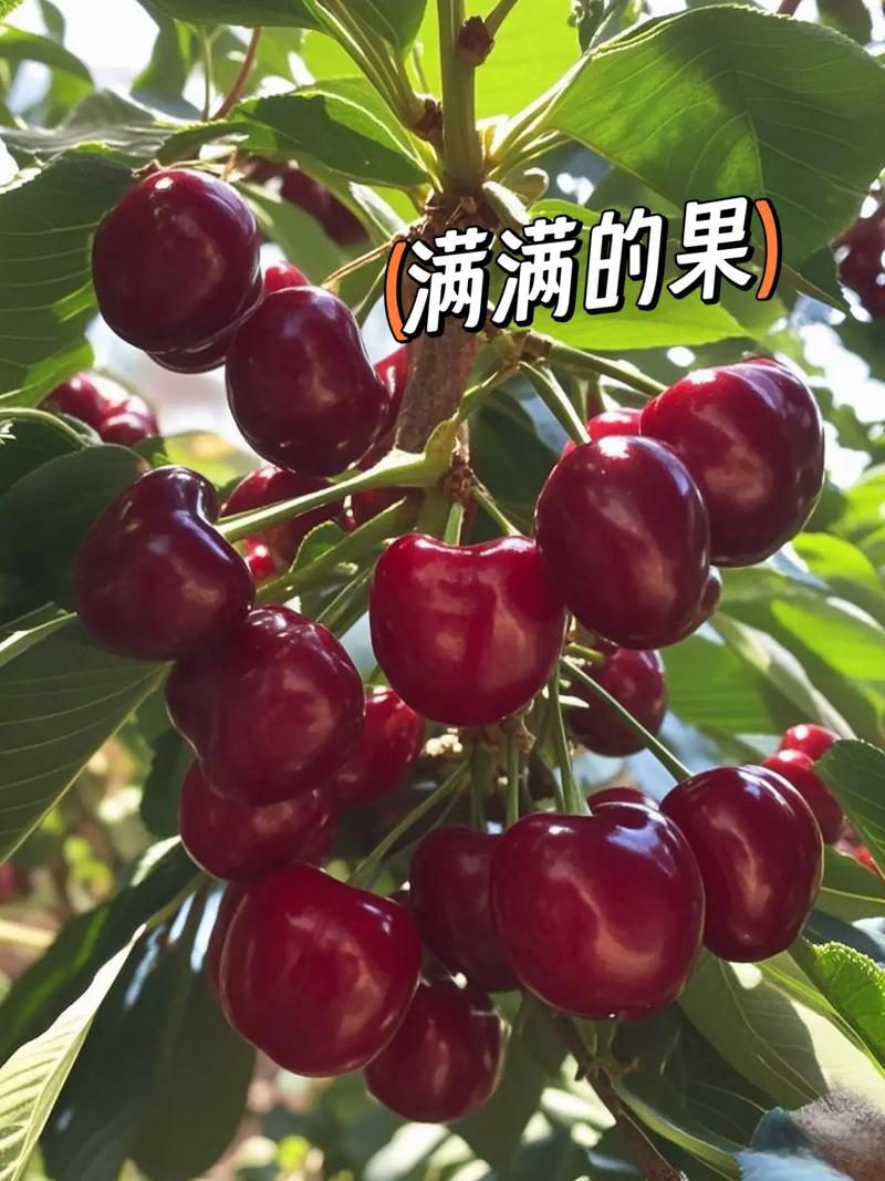 樱桃树适合在风水院内种植吗？