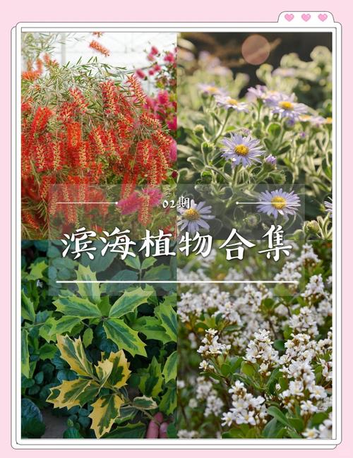 适合海水的植物有哪些？海里都有哪些植物种类？