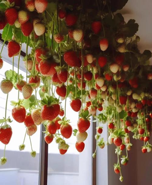 阳台种植草莓会对家居风水产生哪些不利影响？