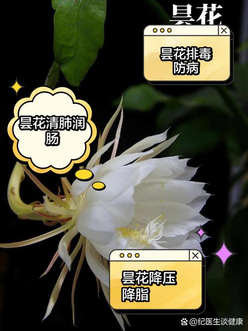 昙花对家居风水有哪些具体的好处呢？