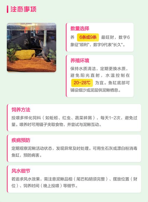 家养泥鳅的风水讲究，真的有那么多讲究吗？