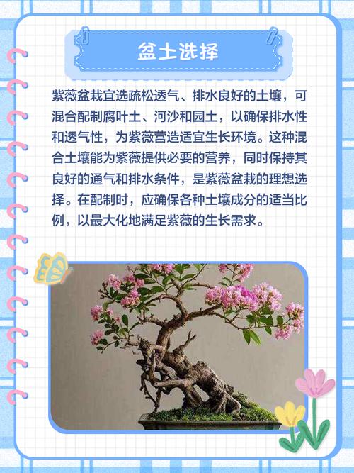 北方地区适合种植紫薇树吗？其风水条件如何？