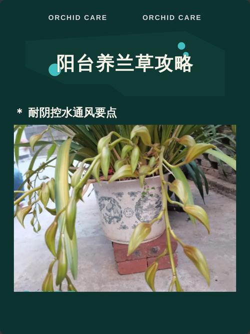 在屋顶种植兰花会对家宅风水产生怎样的影响呢？