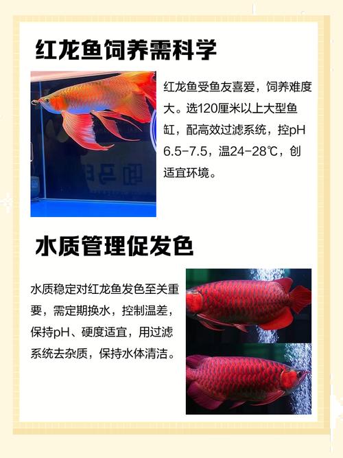 养驼背红龙对风水有何影响？