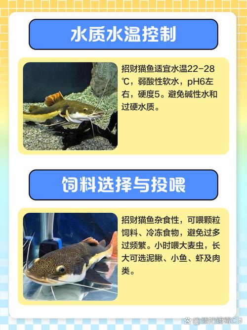 招财猫鱼作为风水鱼，其招财功效真的不容小觑吗？