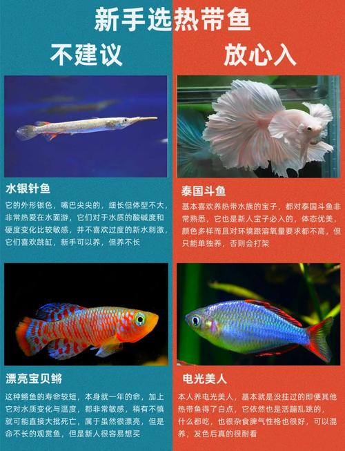 小型热带鱼究竟是否被归类为具有风水寓意的风水鱼呢？