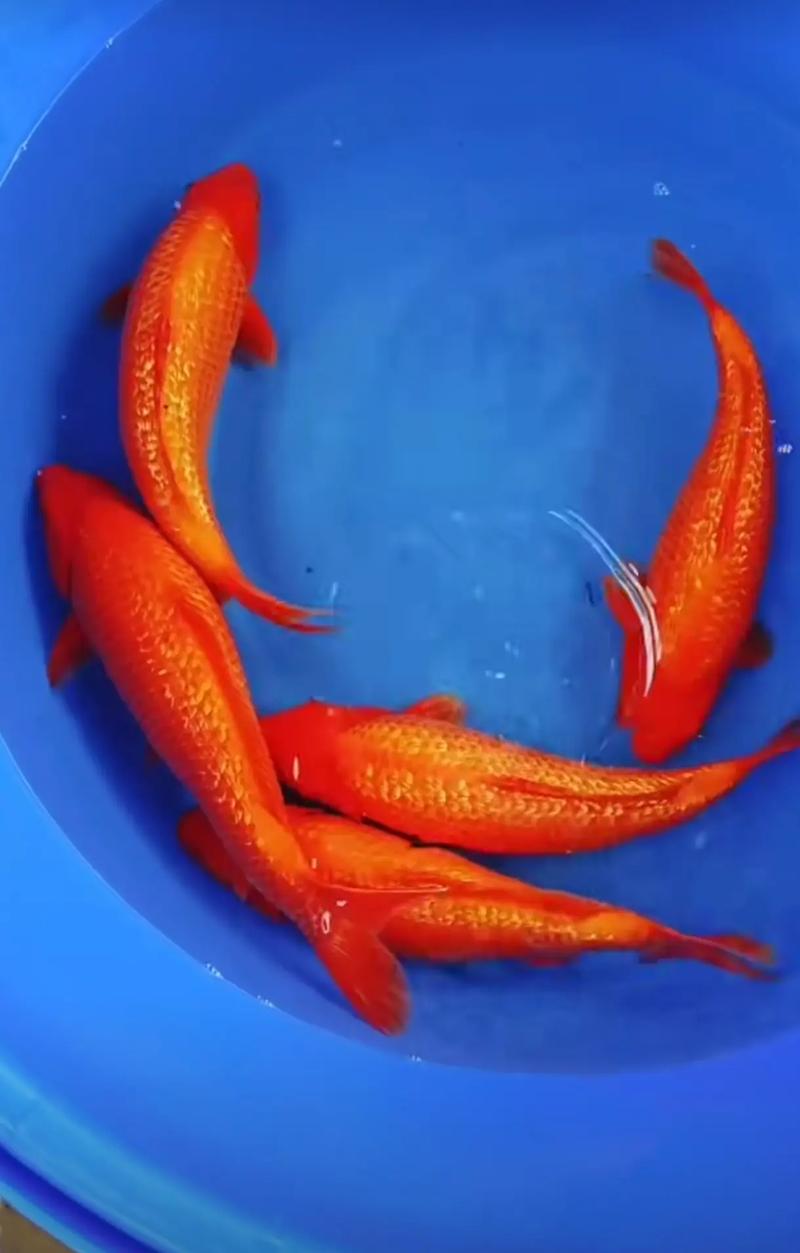 银色锦鲤的风水讲究，究竟有何独特之处？