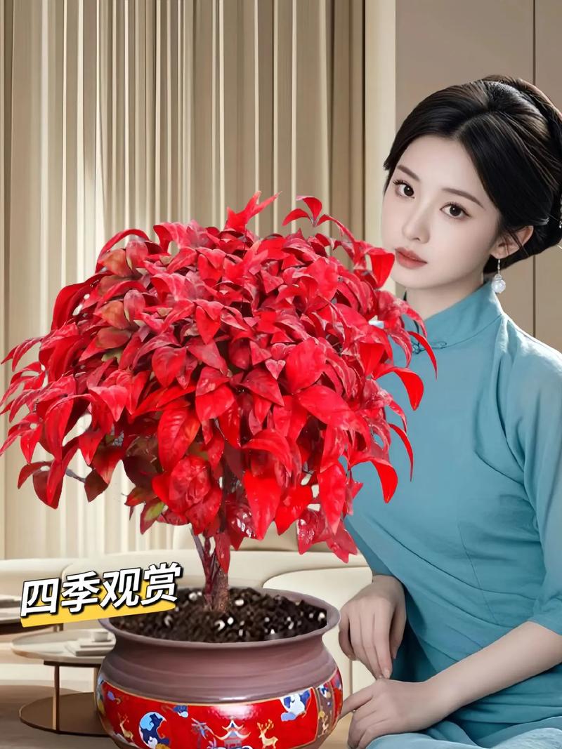 家里火命木命适合种植什么花卉植物？