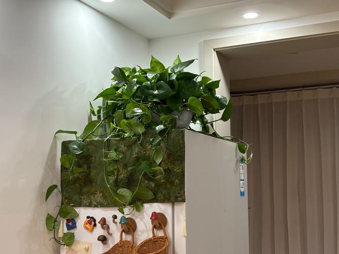 绿萝在风水上阴气重，会对家居环境产生哪些不利影响呢？