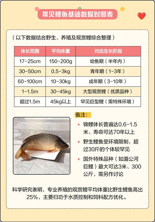 锦鲤的大小真的会对家居风水产生重大影响吗？