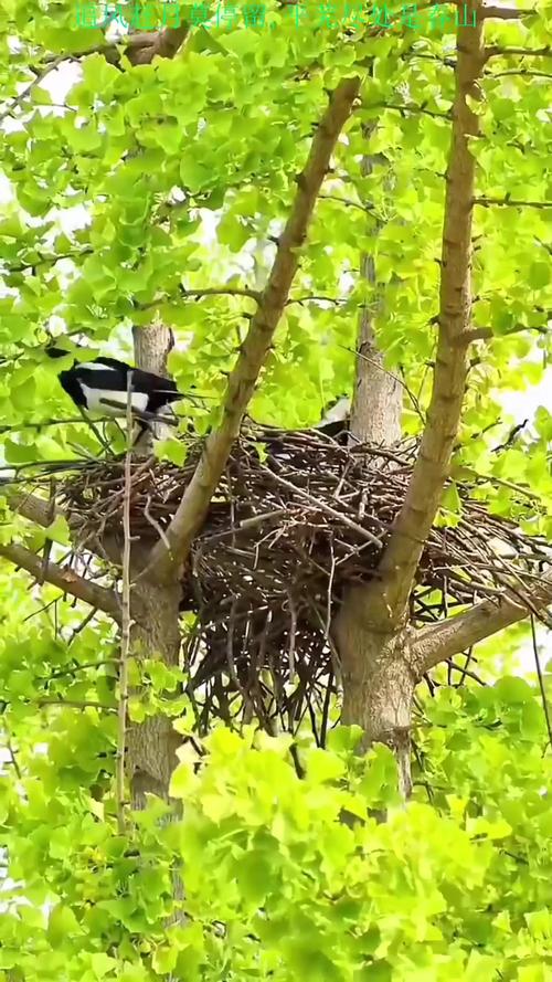 鸟儿筑巢的地方是否真的能反映出风水的好坏呢？