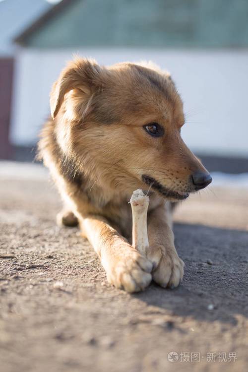 狗啃骨头真的能改善家居风水吗？