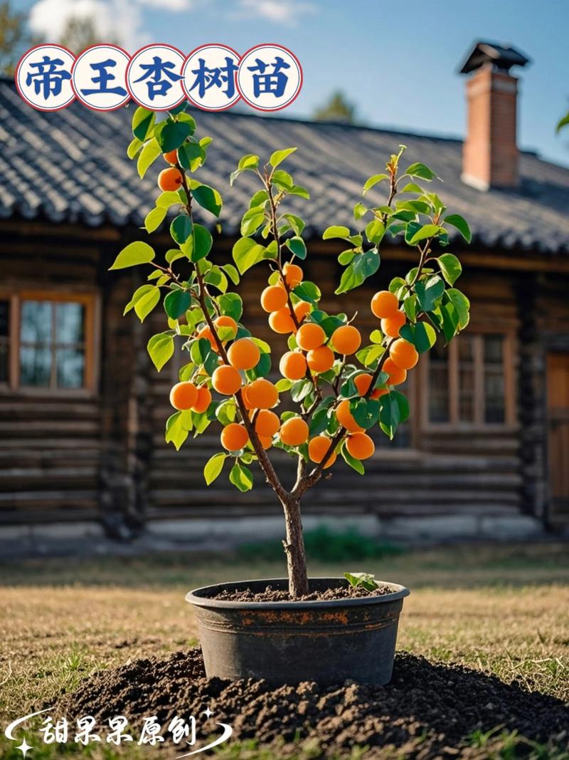 北面种植杏树，对风水有好处吗？