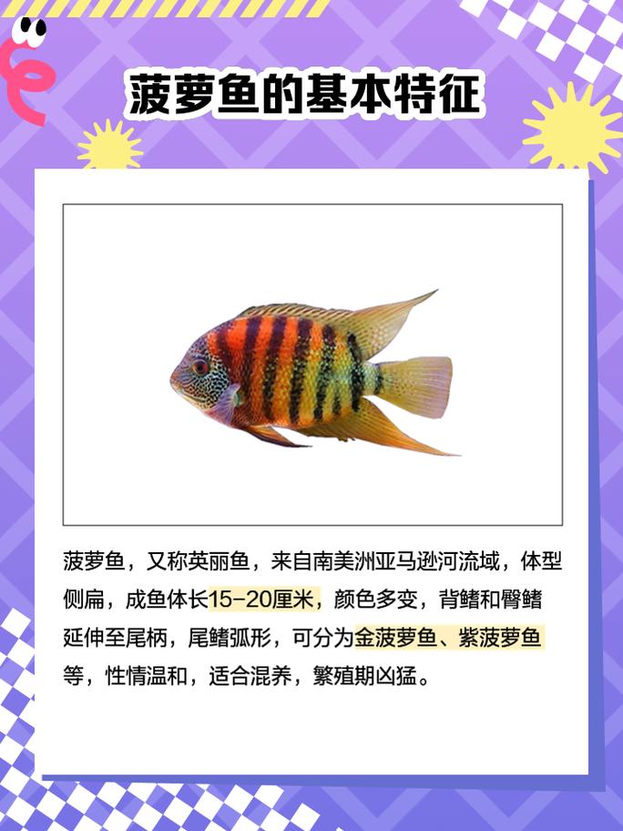 菠萝鱼究竟算不算风水鱼呢？